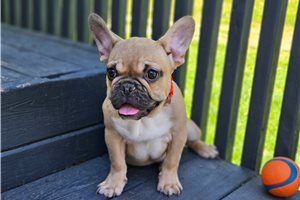 Stanley - French Bulldog for sale