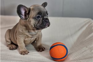 Slate - French Bulldog for sale