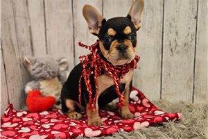 Emmie - French Bulldog for sale