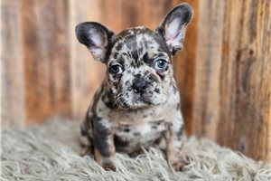 Marisol - puppy for sale