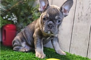 Destiny - French Bulldog for sale