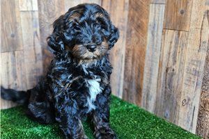 Cynthia - Bernedoodle, Mini for sale