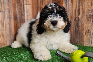 Calvin - puppy for sale