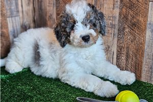 Christoff - puppy for sale