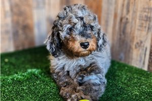 Dazzle - puppy for sale