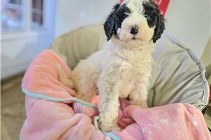 Kourtney - puppy for sale