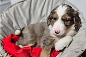 Konya - puppy for sale