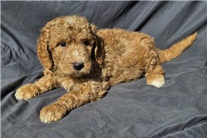 Jet - puppy for sale