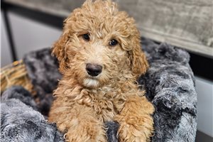 Jesper - puppy for sale