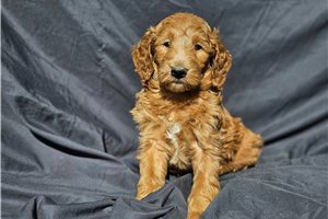 Jenny - puppy for sale