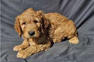 Eldon - puppy for sale