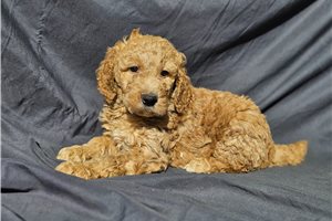Jethro - puppy for sale