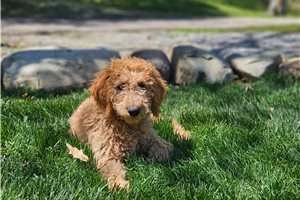 Jaxton - puppy for sale
