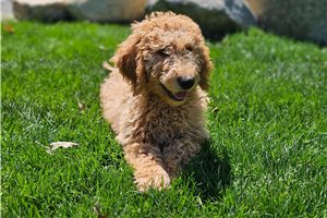 Jaxton - puppy for sale