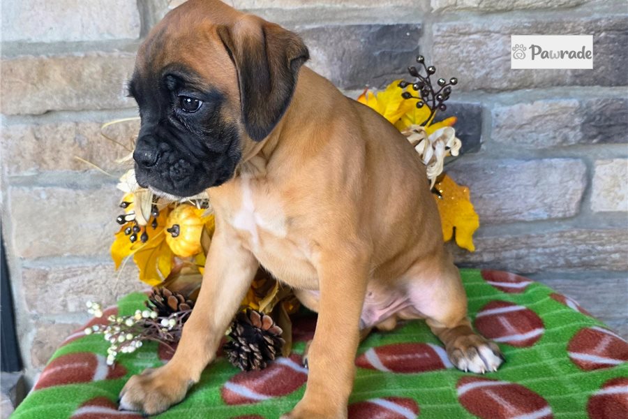 Floyd - Boxer for sale