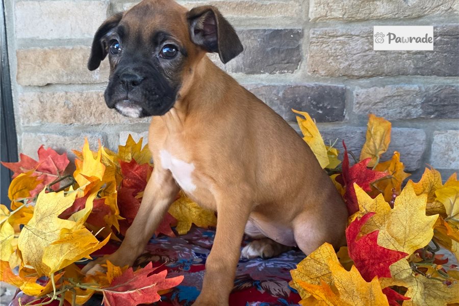 Friday - Boxer for sale