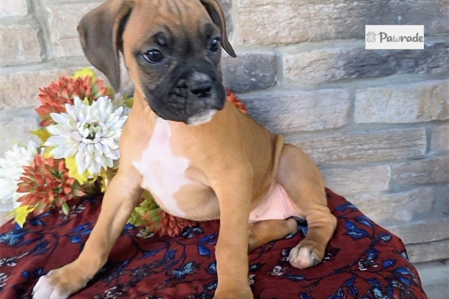 Fiona - Boxer for sale