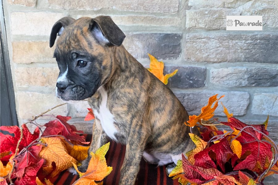 Fletcher - Boxer for sale