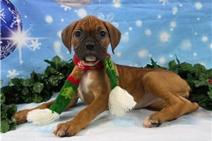 Camila - Boxer for sale