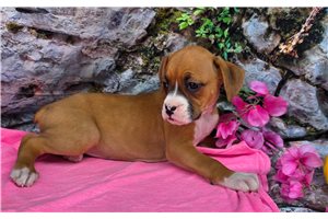 Soroya - Boxer for sale