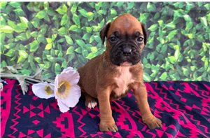 Fern - Boxer for sale