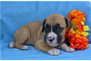 Soroya - Boxer for sale