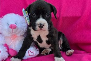 Sophia - Boxer for sale