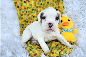 Gianna - Boxer for sale