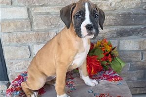 Felina - Boxer for sale