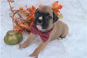 Carter - Boxer for sale