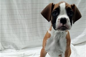 Alexander - Boxer for sale