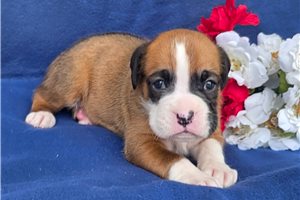 Rob - Boxer for sale