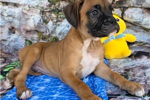 Richard - Boxer for sale