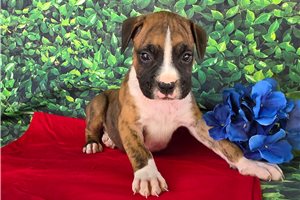 Watson - Boxer for sale