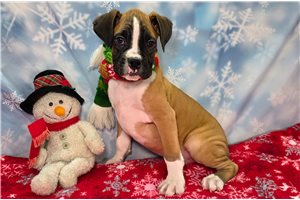 Felix - Boxer for sale