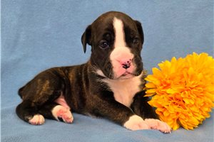 Sammy - puppy for sale