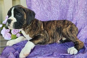 Zena - puppy for sale
