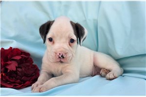 Sawyer - Boxer for sale
