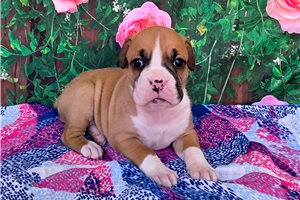 Soroya - puppy for sale