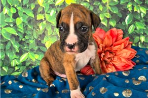 Watson - Boxer for sale