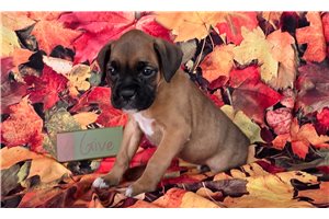 Friday - Boxer for sale