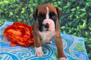 Fisher - Boxer for sale