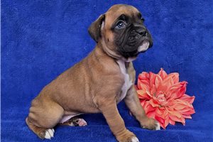 Richard - Boxer for sale