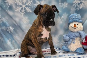 Freya - Boxer for sale