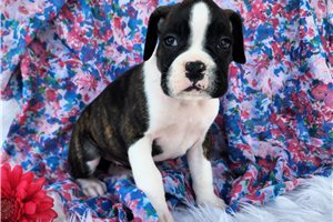 Zara - puppy for sale