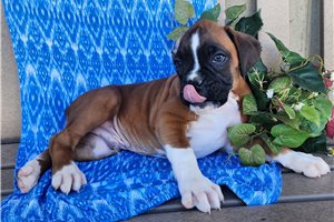 Zachariah - Boxer for sale
