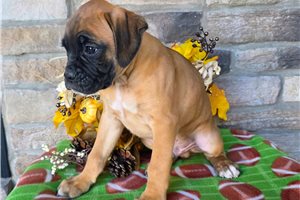 Floyd - Boxer for sale