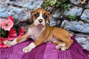 Sutton - Boxer for sale