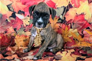 Fletcher - Boxer for sale