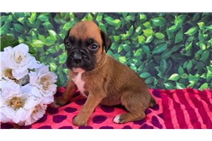 Fiona - Boxer for sale